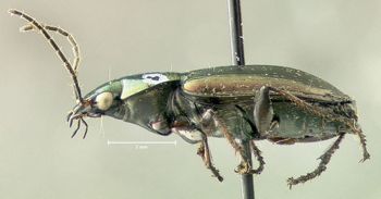 Media type: image;   Entomology 614223 Aspect: habitus lateral view